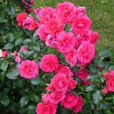 Rose &#39;Elveshorn&#39; 2 gal (Pink)