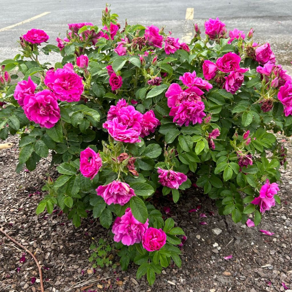 Rose &#39;Hansa&#39; 2 gal