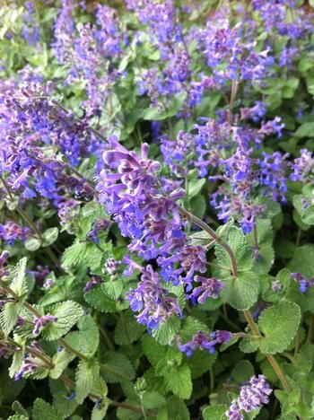 Catmint &#39;Nepeta Walker&#39;s Low&#39;, Size: 1 gal