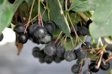 Black Chokecherry &#39;Autumn Magic&#39; 3 gal
