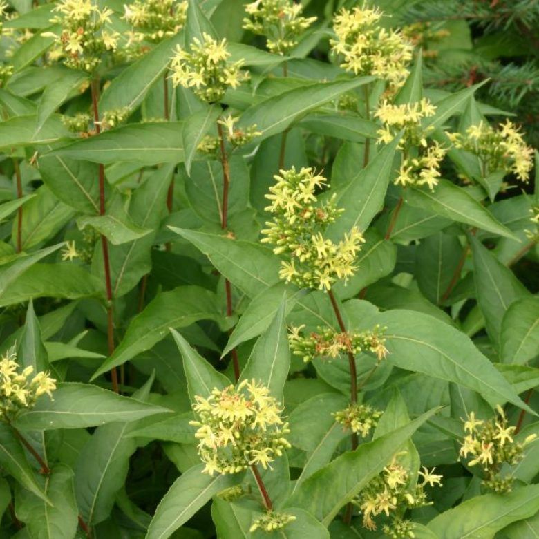 Honeysuckle &#39;Dwarf Bush&#39; - 2 gal