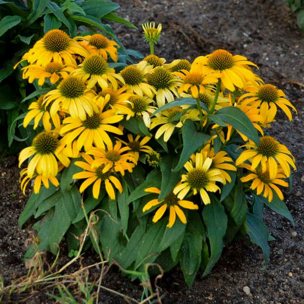 Cone Flower &#39;Echinacea Eye Catcher Canary Feathers&#39; 1 gal