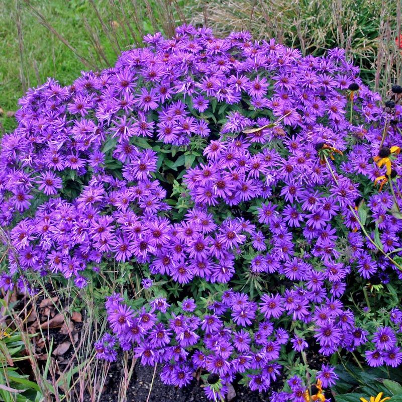 Aster 'Purple Dome - 4"