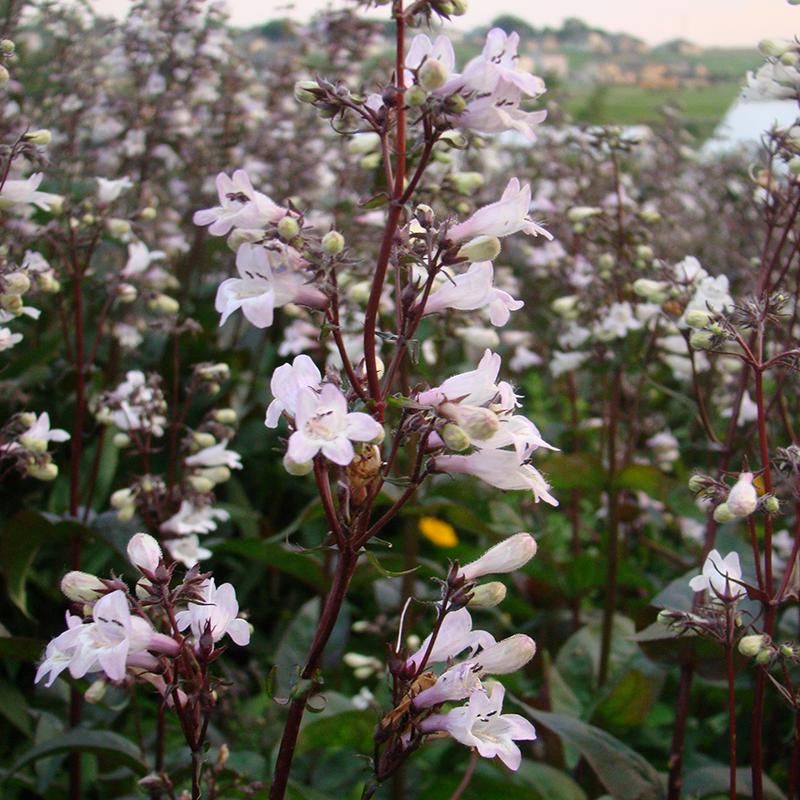 Penstemon Beardtongue &#39;Husker Red&#39;  4&quot;