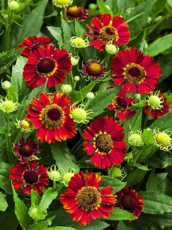 Helenium autumnale &#39;Salsa&#39; 1 gal