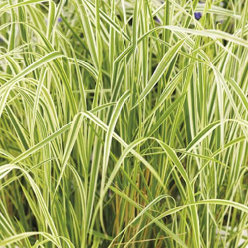 Feather Reed Grass - &#39;Overdam&#39;, Size: 1 gal