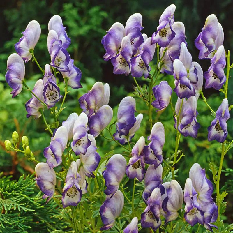 Monkshood &#39;Cloudy &#39; 1 gal
