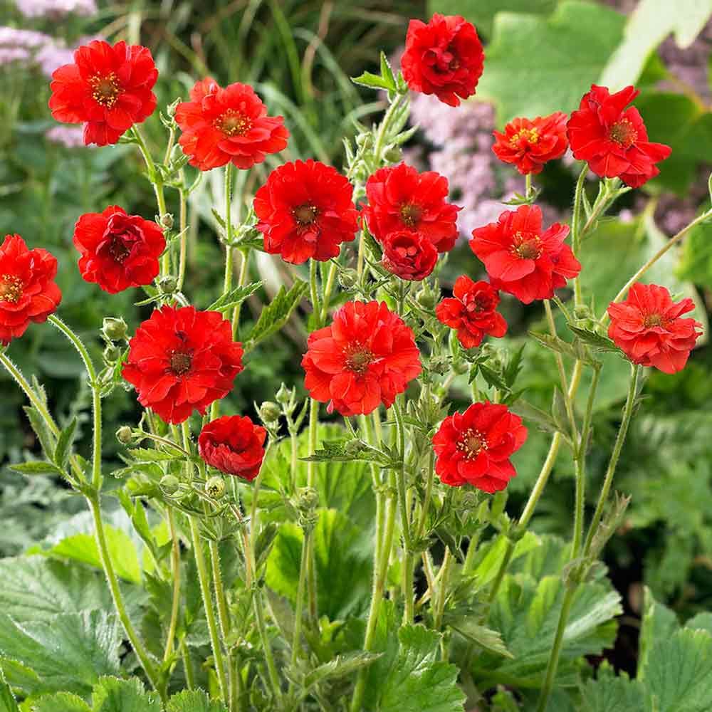 Geum &#39;Mrs. Bradshaw&#39; 4&quot;