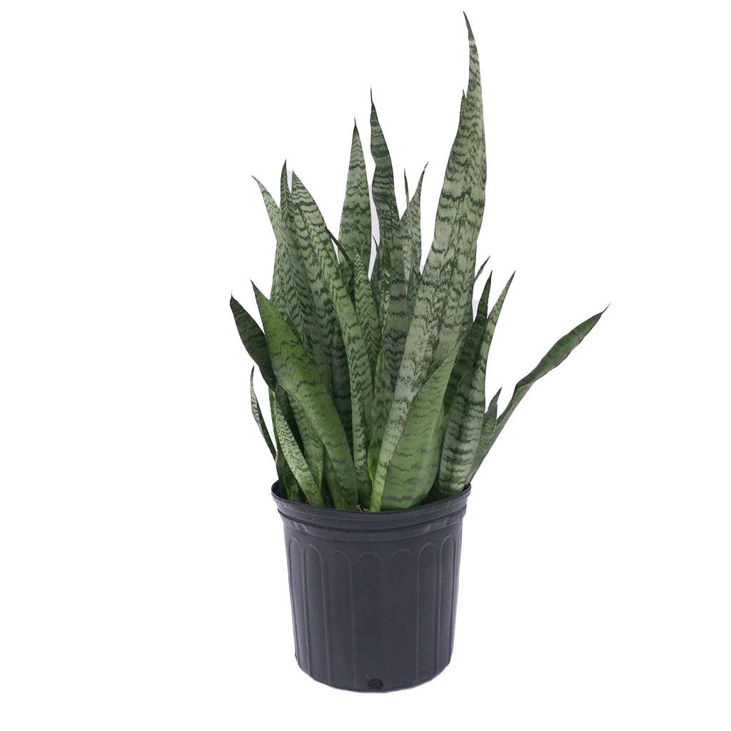 Snake Plant - Sansevieria &#39;Zeylancia&#39; 10&quot; pot