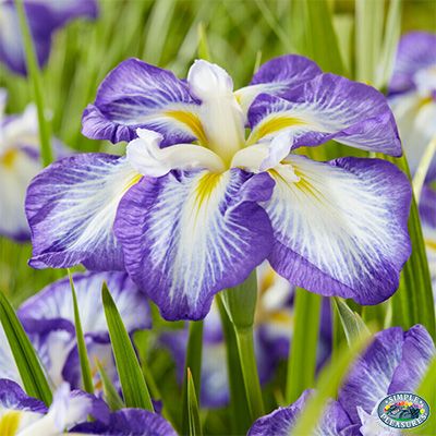 Iris ensata &#39;Carrot Cake&#39; 1 gal