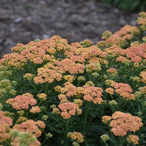 Yarrow &#39;Firefly Peach Sky&#39; 2 gal PW