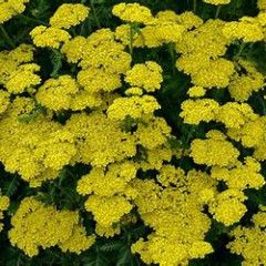 Yarrow &#39;Firefly Sunshine&#39; 2 gal PW