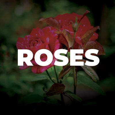 Roses