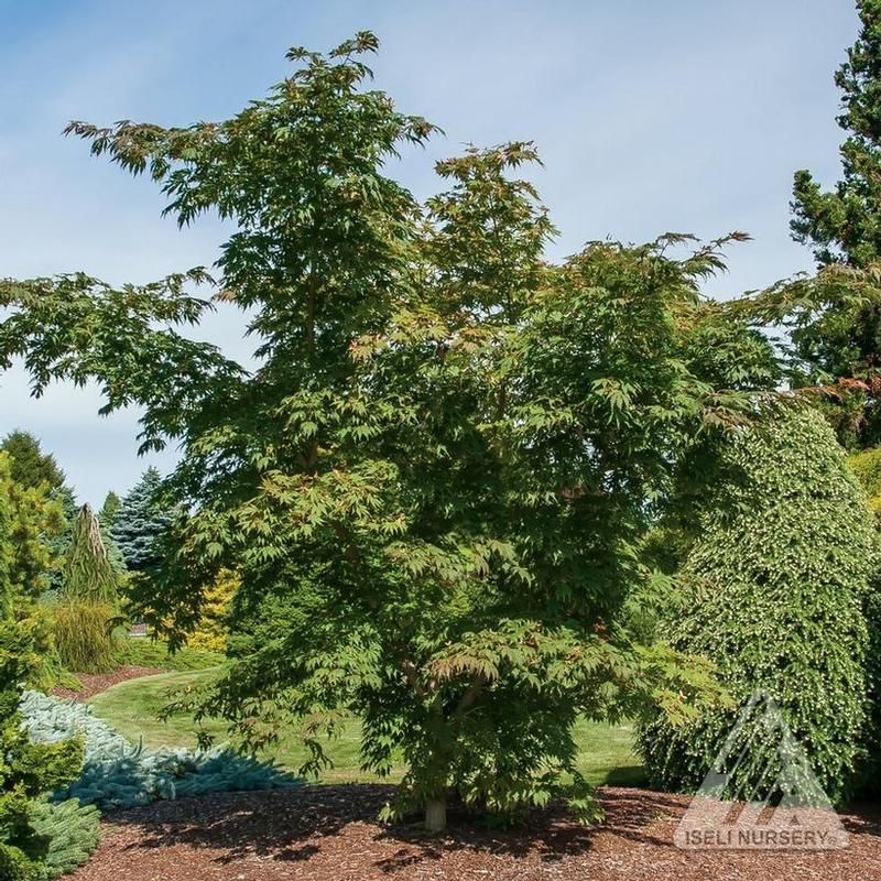 Japanese Maple &#39;Arctic Jade&#39; 5&#39; potted