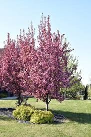 Crabapple &#39;Pink Spires&#39; B&amp;B