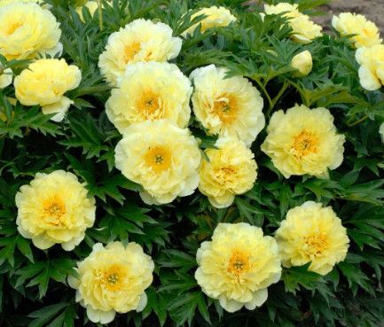 Peony bunch  &#39;Bartzella&#39; 10 stems