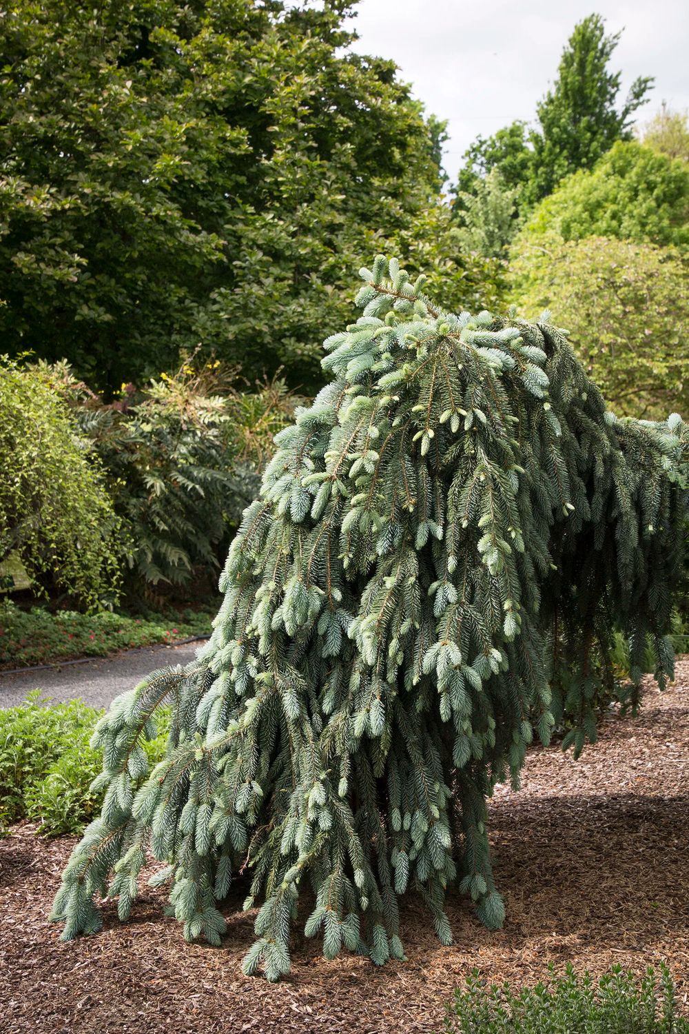 Colorado Blue Spruce &#39;The Blues&#39; 4&#39; potted