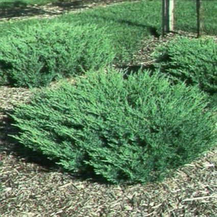 Juniper &#39;Plumosa Compacta&#39; 3 gal