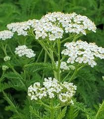 Achillea millefolium &#39;Yarrow&#39; 1 gal
