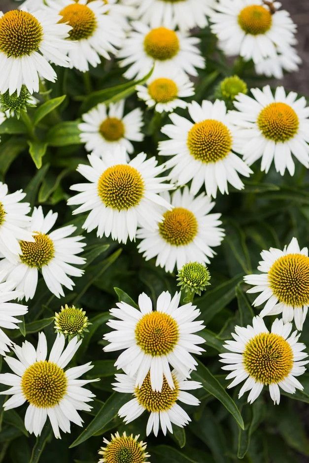 Cone Flower &#39;Echinacea Meditation White&#39; 1 gal