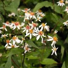 Aster divaricatus 'White Wood Aster' 1 gal
