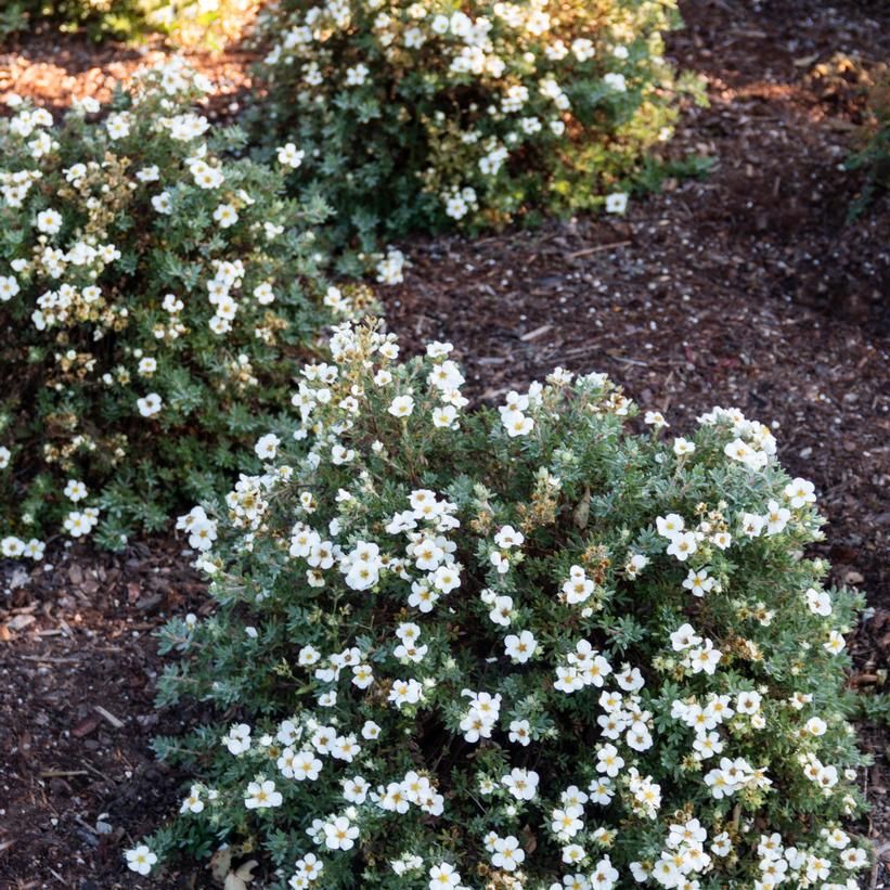Potentilla &#39;Bella Bianca&#39; 2 gal