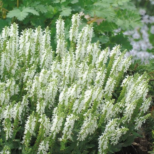 Perennial Sage &#39;Sensation White&#39; 1 gal