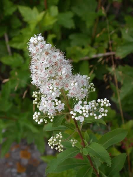 Spiraea alba - White Meadowsweet 1 gal