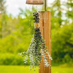 Fresh Eucalyptus bunch (small)