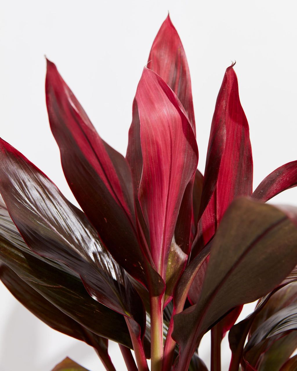 Cordyline &#39;Florida&#39; 6&quot;