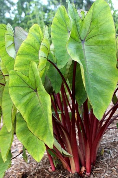 Colocasia Royal Hawaiian Punch 1 gal