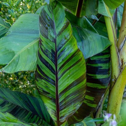 Tropical House Plant: Banana &#39;Ever Red&#39; 1 gal