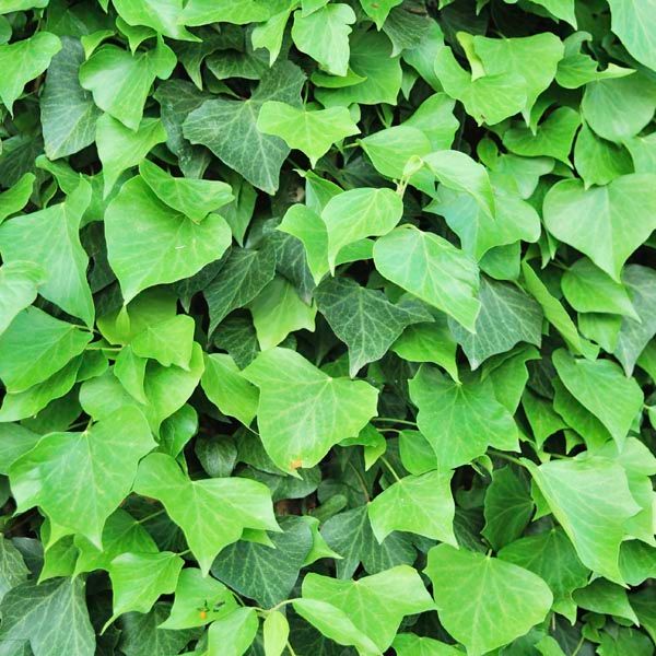 Algerian Ivy with trellis 1 gal