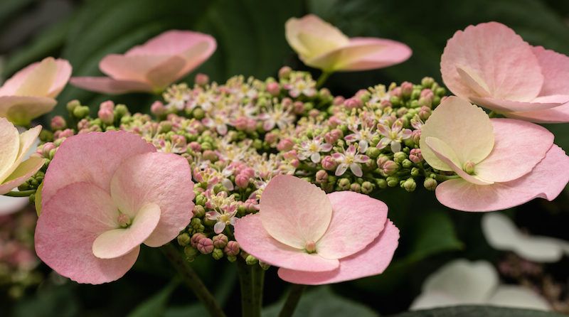 Hydrangea &#39;Game Changer Picotee&#39; 14&quot;