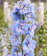 Delphinium &#39;Guardian Lavender&#39; 2 gal GS