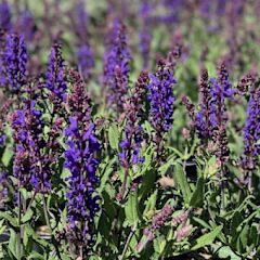 Perennial Sage &#39;Salvia Dark Matter&#39; 2 gal GS