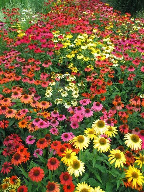 Cone Flower &#39;Echinacea Cheyenne Spirit&#39; 1 gal