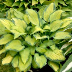 Hosta &#39;Paul&#39;s Glory&#39; 1 gal
