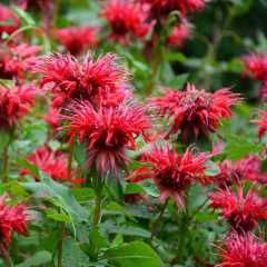 Beebalm &#39;Monarda Fireball&#39; 2 gal