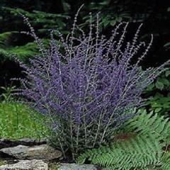 Russian Sage &#39;Perovskia Atriplicifolia&#39; 2 gal