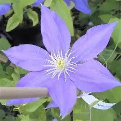 Clematis &#39;H.F. Young&#39; 1 gal