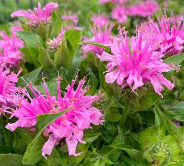 Beebalm &#39;Monarda Bee Mine Pink&#39; 2 gal