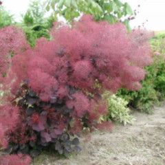 Smokebush &#39;Royal Purple&#39; 10 gal