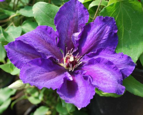Clematis &#39;Vancouver Danielle&#39; 1 gal