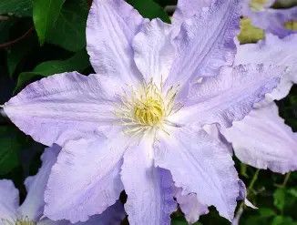 Clematis &#39;Vancouver Seebreeze&#39; 1 gal