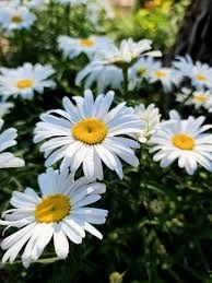 Shasta Daisy &#39;Leucanthemum Lucille Grace&#39; 2 gal GS