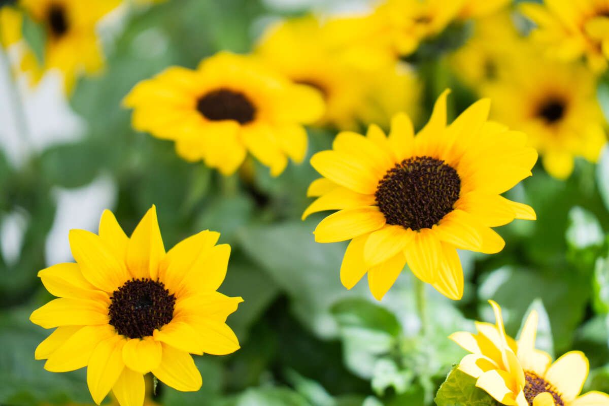 Sunflower - Sol Seeker Bee Yellow 10&quot; Patio Pot
