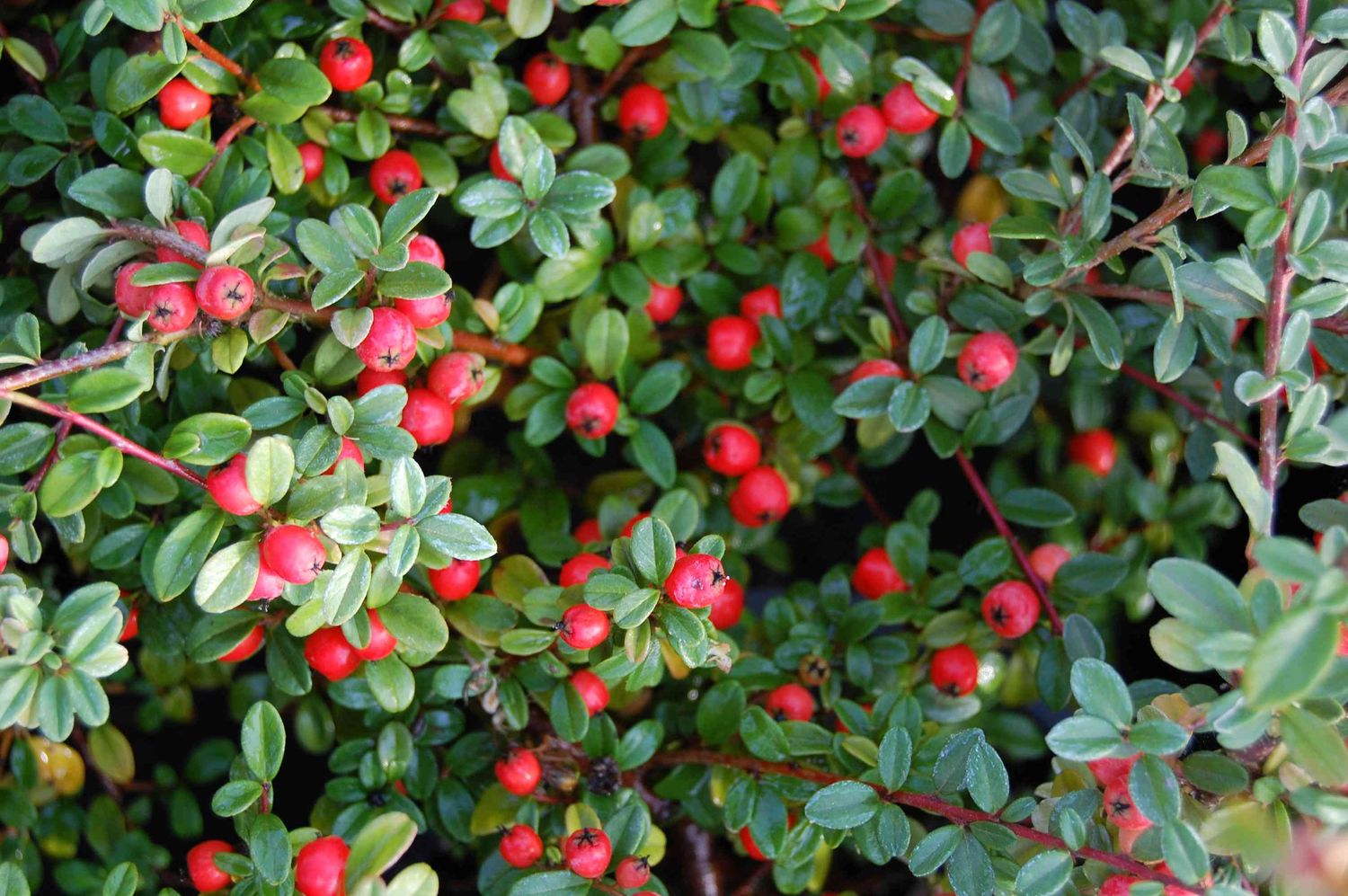 Cotoneaster dammeri &#39;Bearberry&#39; 2 gal