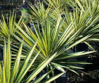 Yucca &#39;Filamentosa Bright Edge&#39; 3 Gal