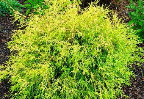 False Cypress &#39;Golden Mops&#39; 3 gal